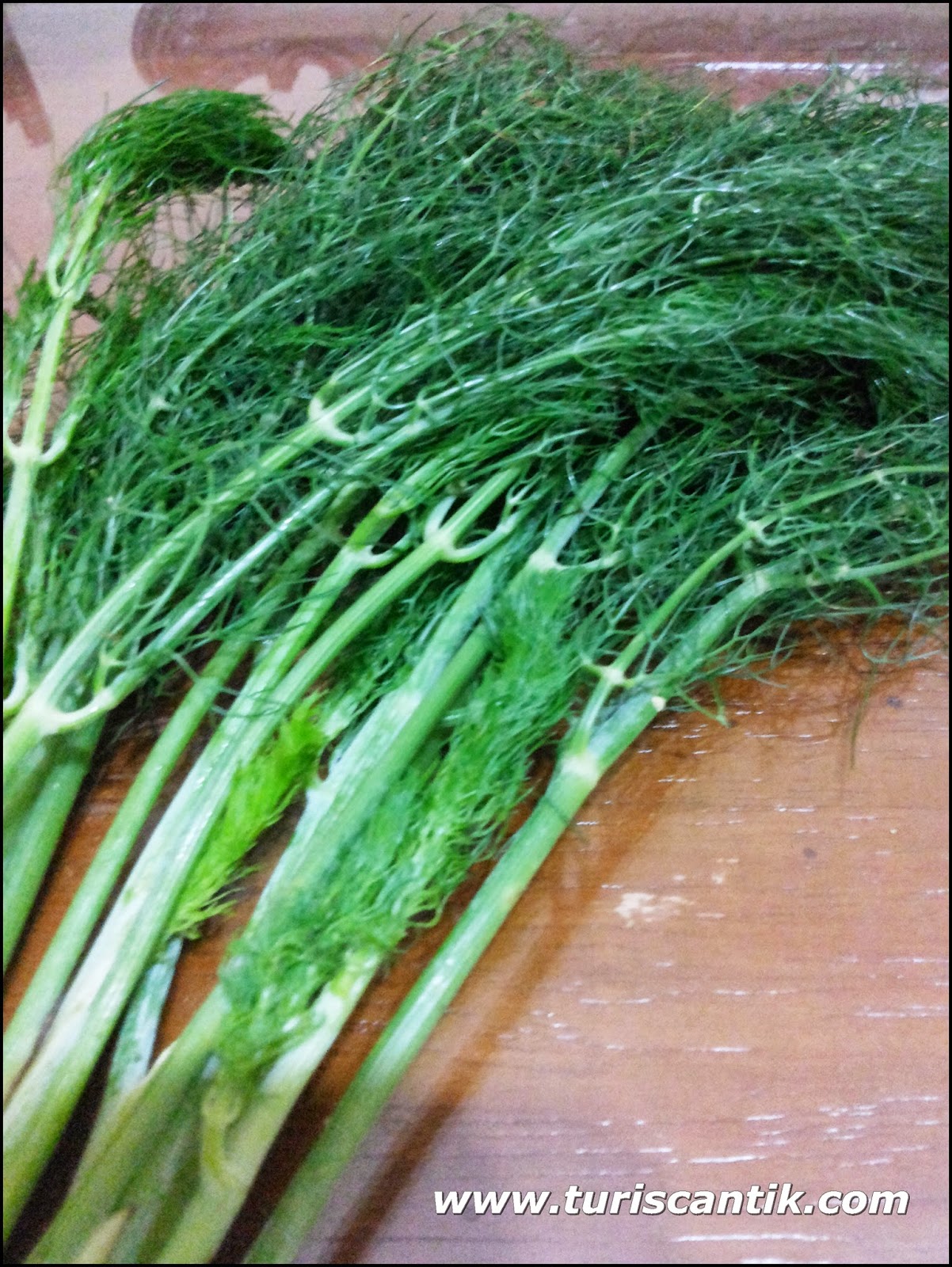 2000 Gambar Daun Adas HD Paling Keren 2000 Gambar Daun Adas HD Paling Keren