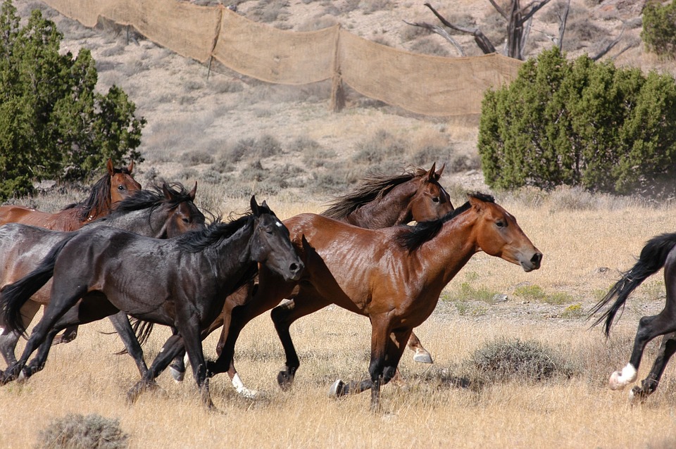 Chevaux Sauvages, Sauvage, En Cours D'Exécution