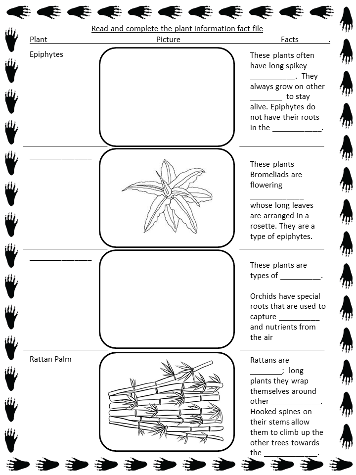 Rainforest Lessons - The Happy Teacher