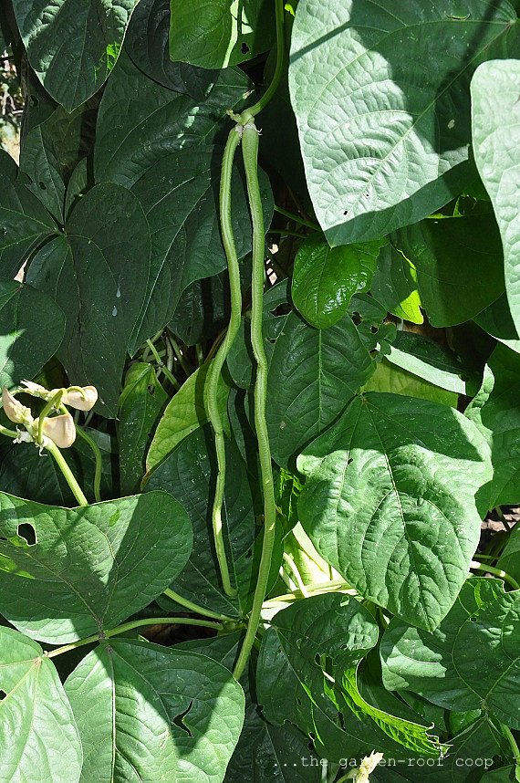 the garden-roof coop: Yardlong Beans...