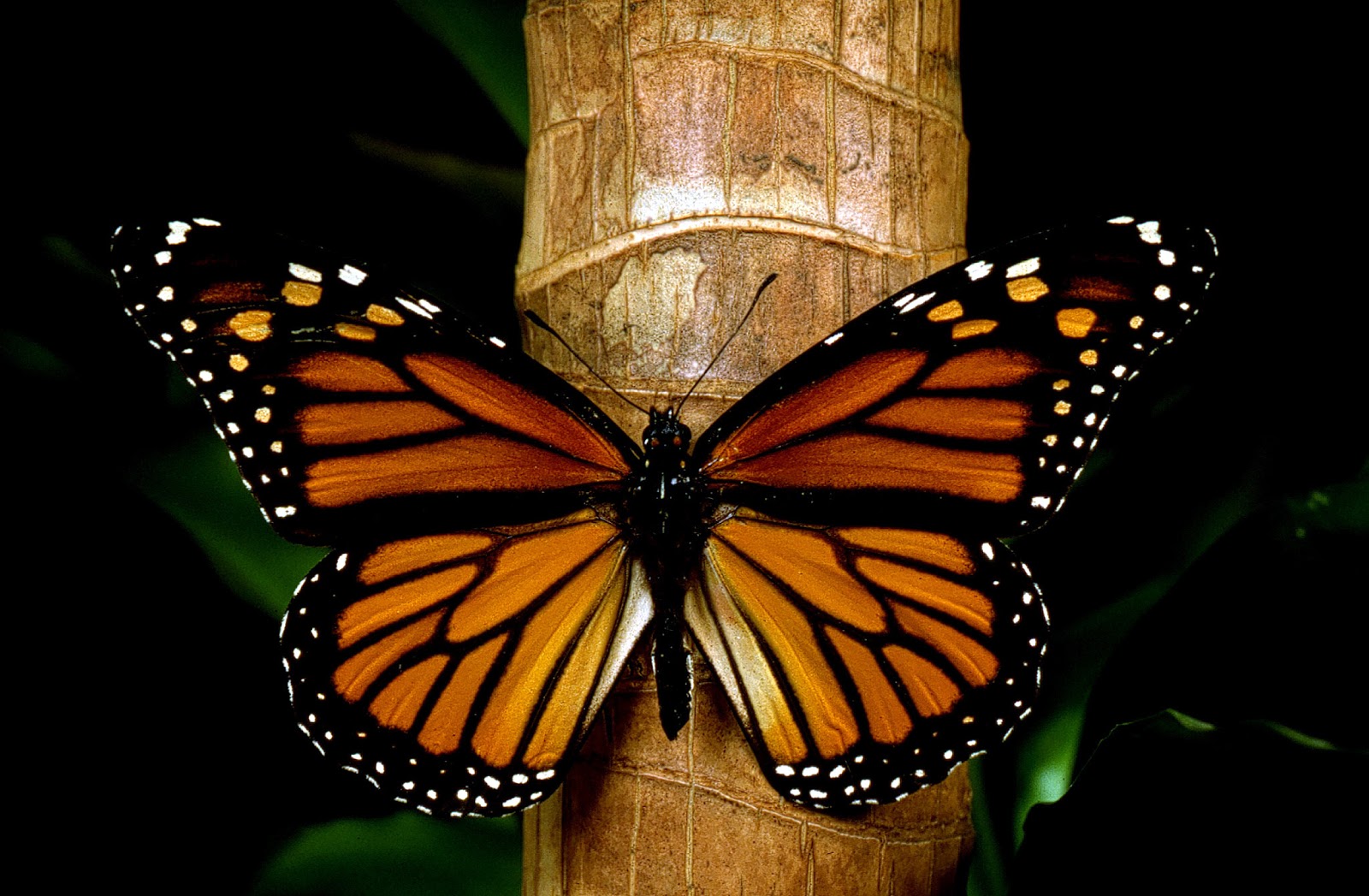 Edoméx en línea: Mariposa Monarca llegó al Estado de México