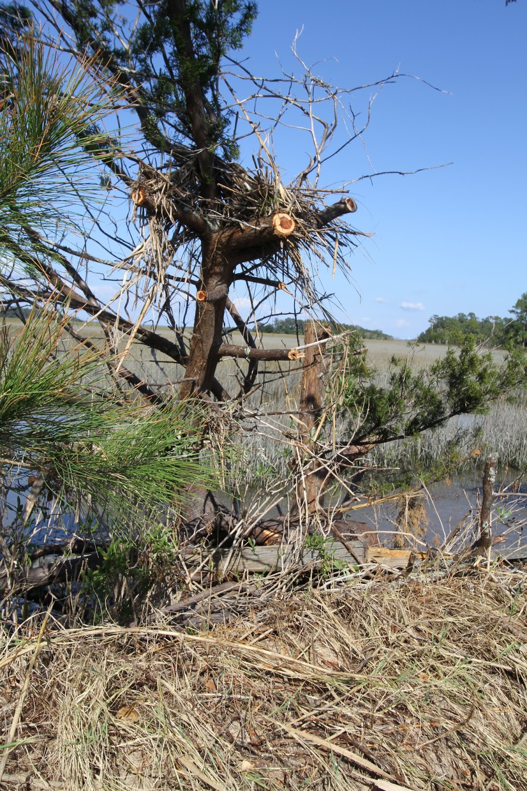 Hurricane Matthew Hits Bears Island in Bluffton South Carolina Extreme