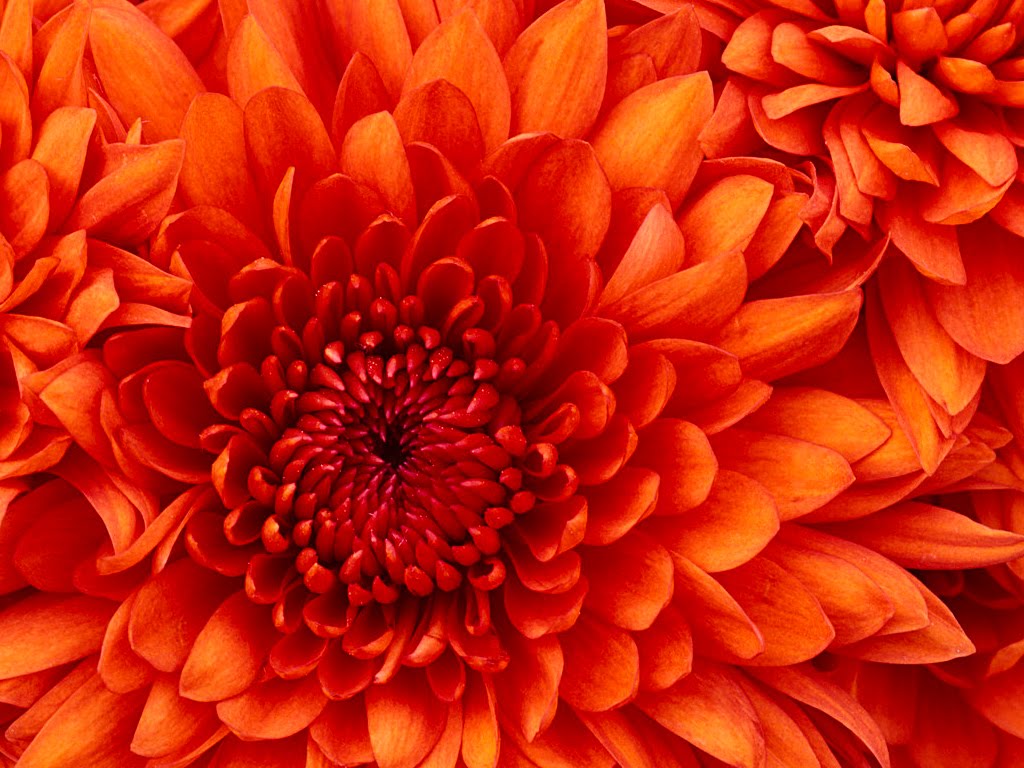 flores naranjas