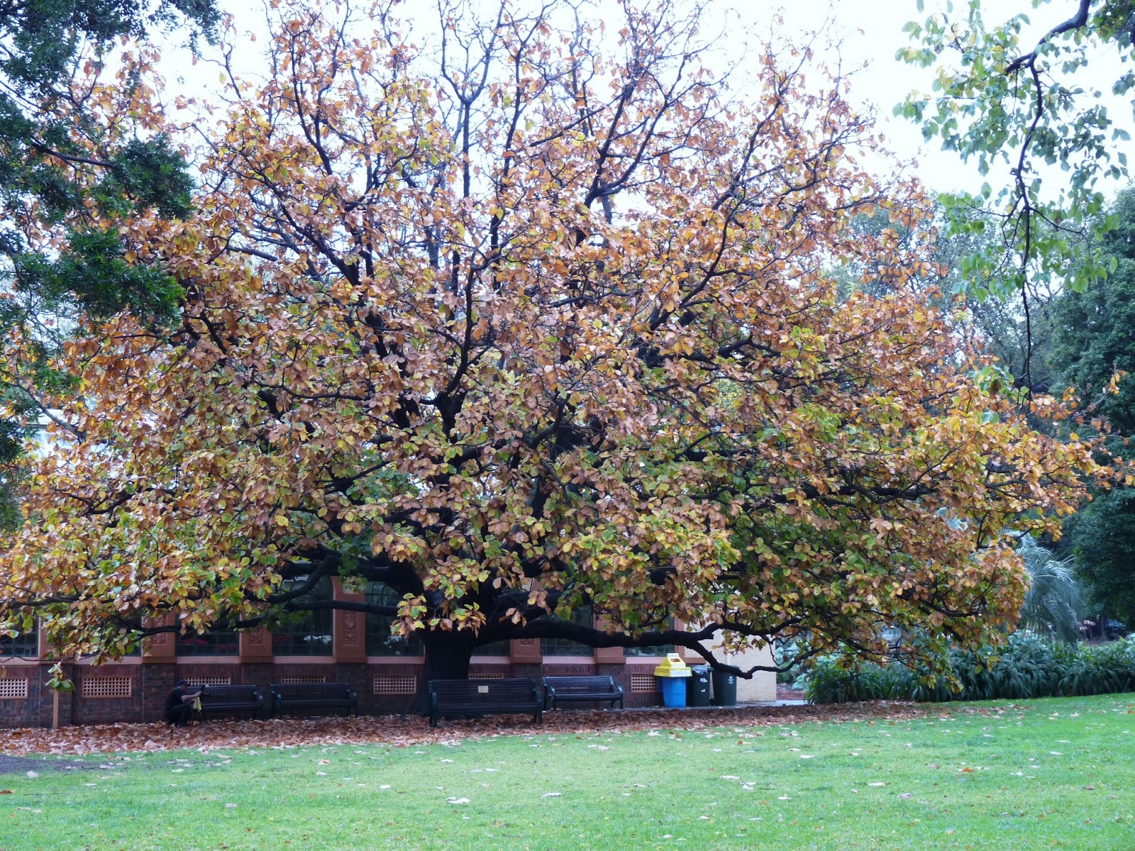 VERDE PACHAMAMA: MELBOURNE LA CIUDAD DE LOS JARDINES Y CIUDAD ESMERALDA.