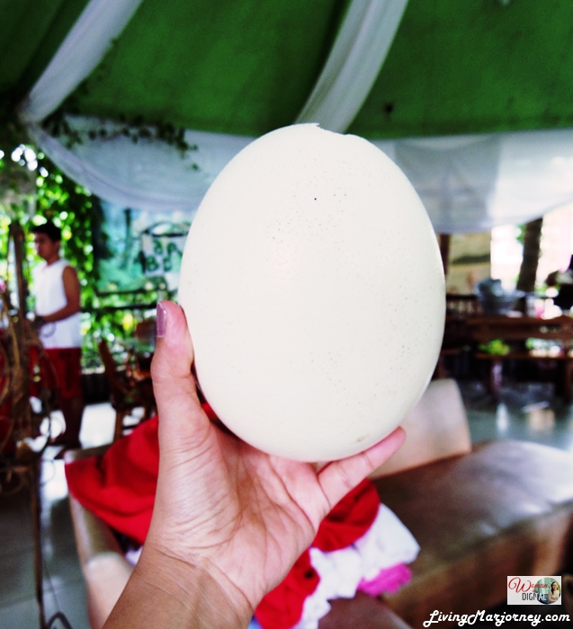 giant ostrich egg