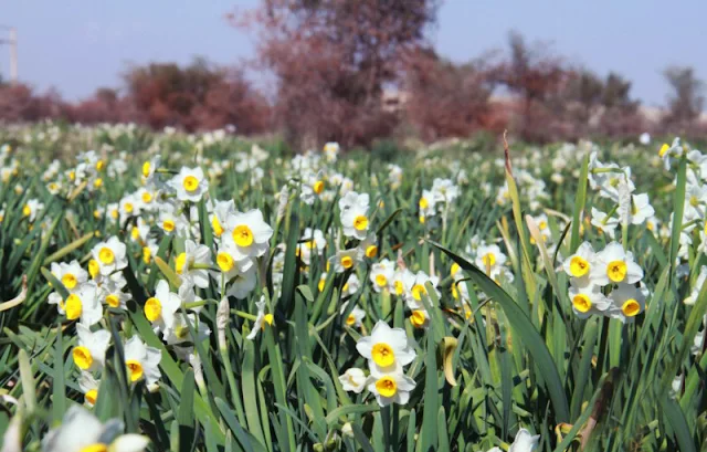 The Narcissus lands of Kazerun in Fars province, Iran.