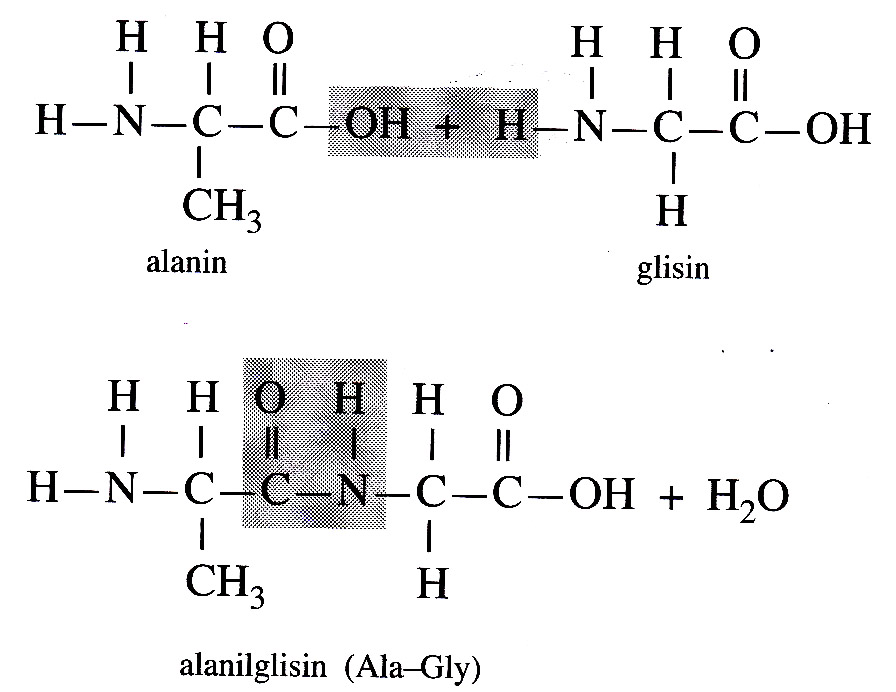 KIMIA ORGANIK II: proteinProtein merupakan senyawa terpenting penyusun