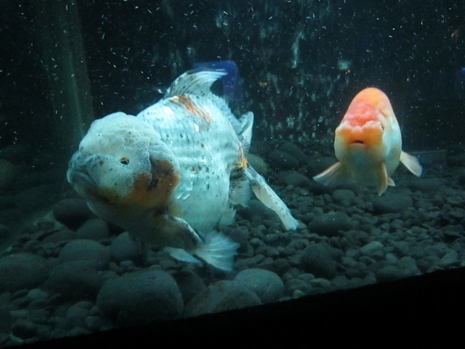 Libur Sekolah 4 Hari di Jakarta Recall