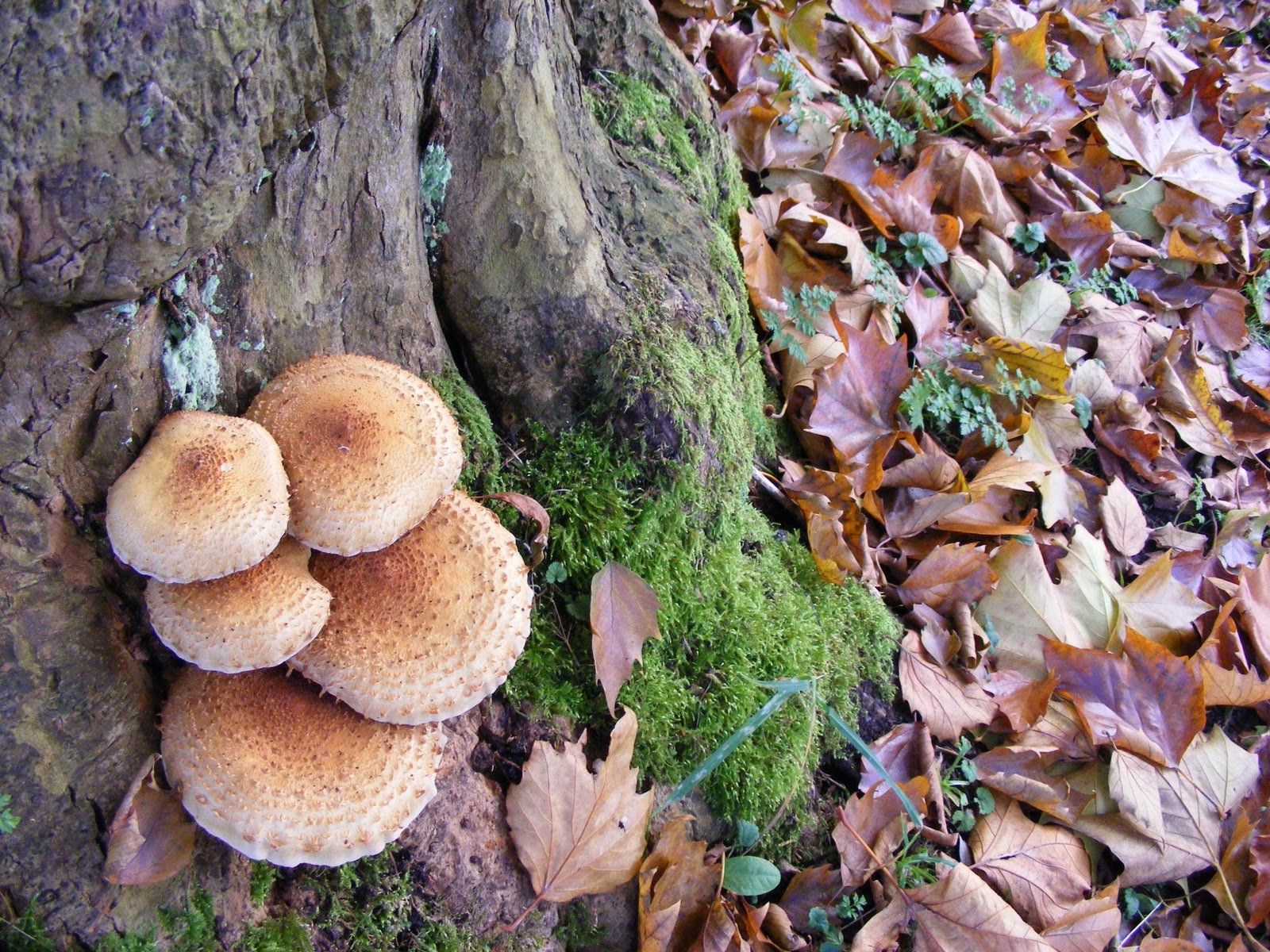 kiekplaotiesenzo: herfst en update in de tuin....