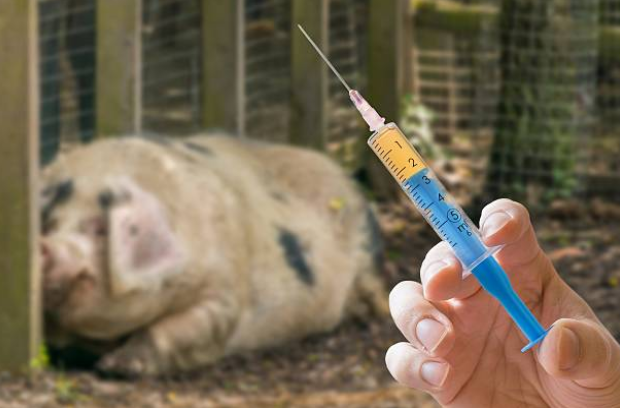 suino-swine-vaccination-vacinando-vacinar-porco-leitao-piglet-pig-sow-medication-drug-aplicacao-medicamento-antibiotico