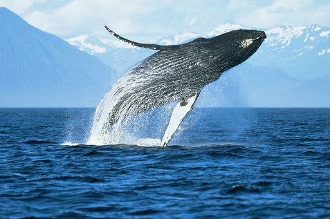 Blue Whale Spielregeln Blue Whale Spielregeln