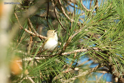 Mosquiter pàl·lid (Phylloscopus bonelli)