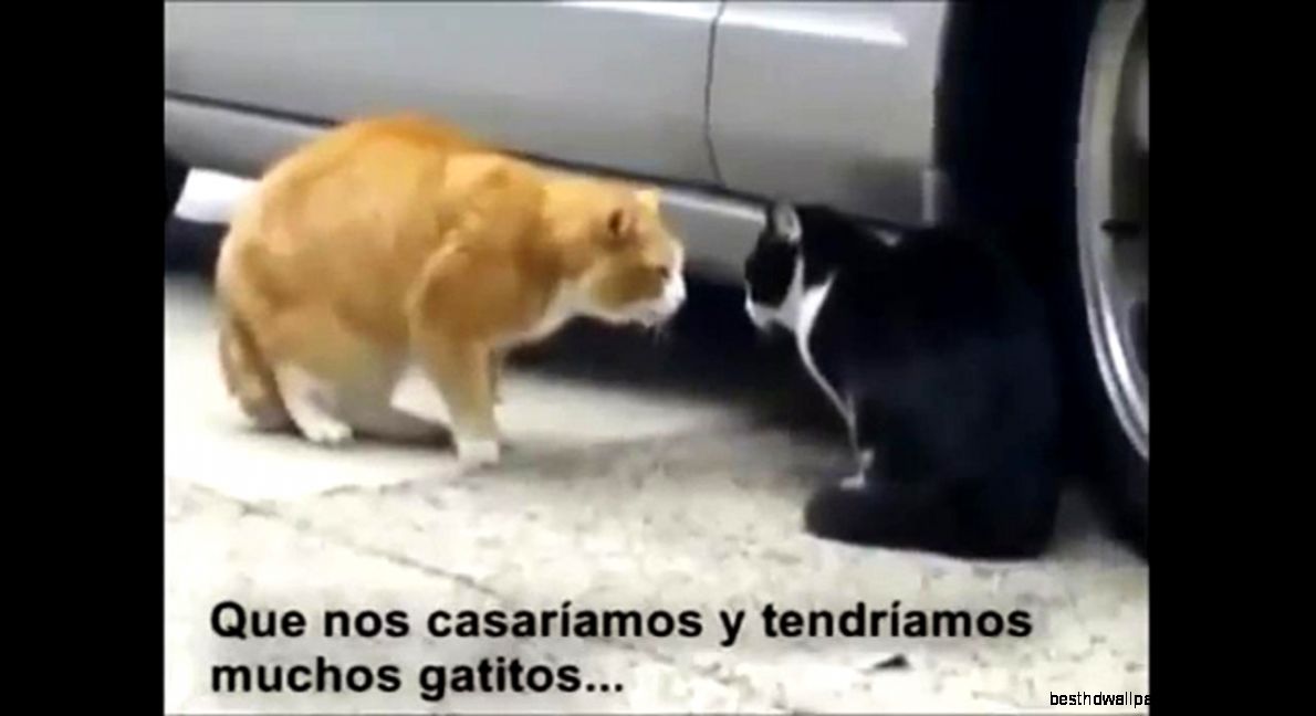 Funny Talking Cat Videos Funny Png