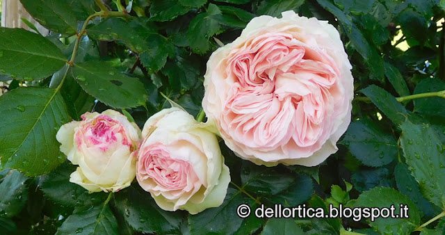 rose del giardino e orto della fattoria didattica dell ortica a Savigno Valsamoggia Bologna vicino Zocca