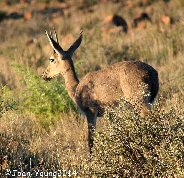 South African Photographs: Grey Rhebuck