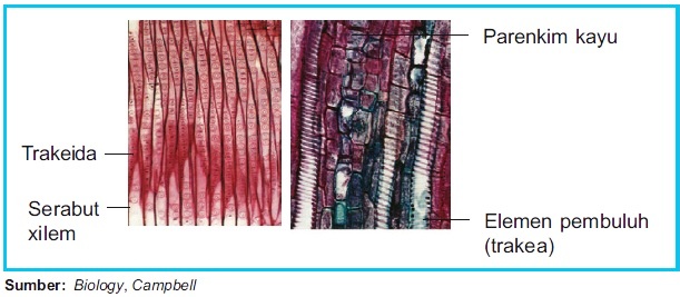 Struktur dan Fungsi Jaringan Xilem dan Floem pada Tumbuhan