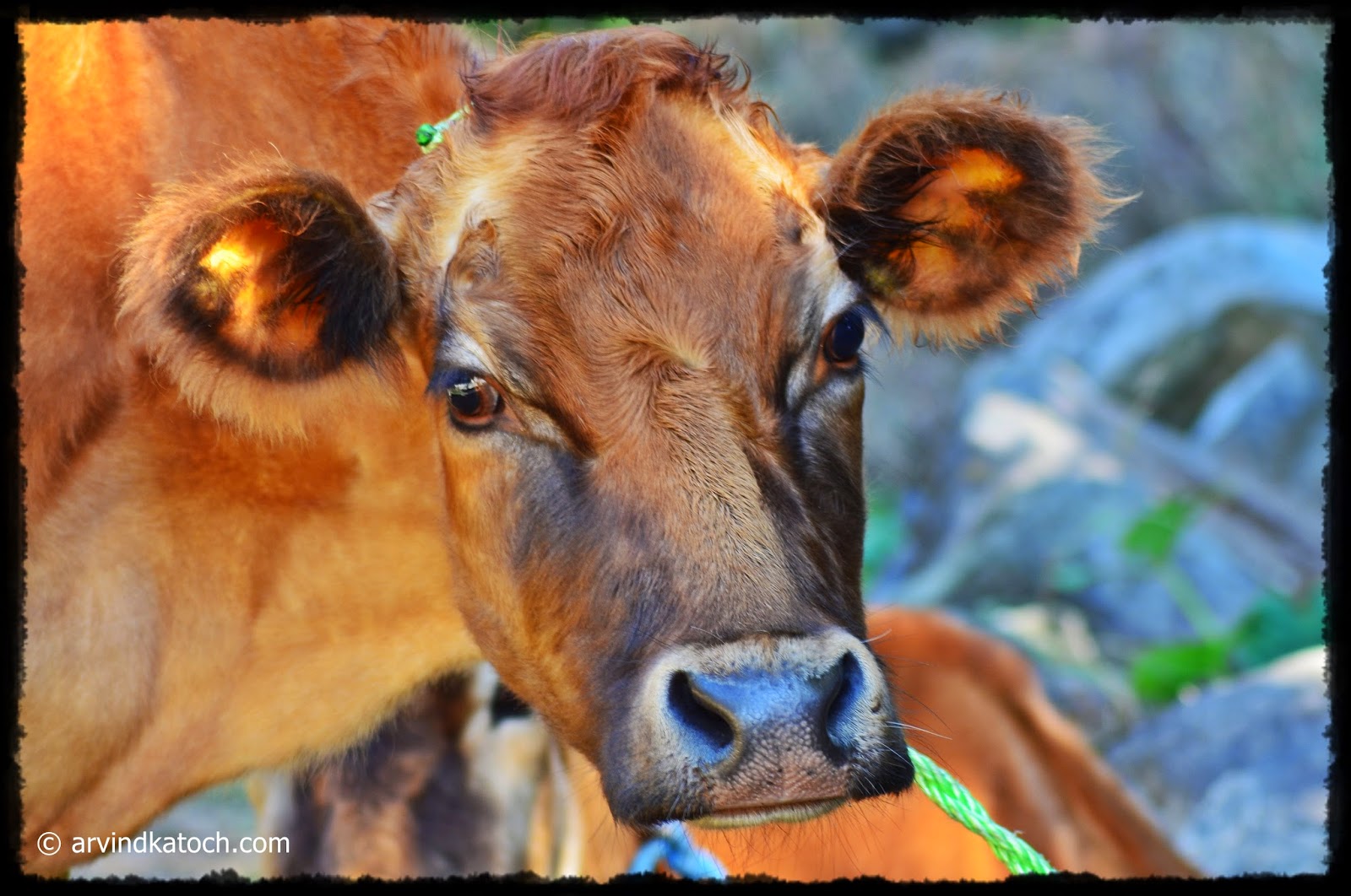 Indian Cow, Face,