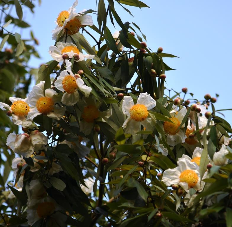 Kumbuk Pokuna Lodge Namal Flowers of the Na Tree, Sri Lanka's