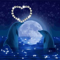 Photo Gallery: dolphin heart backgrounds