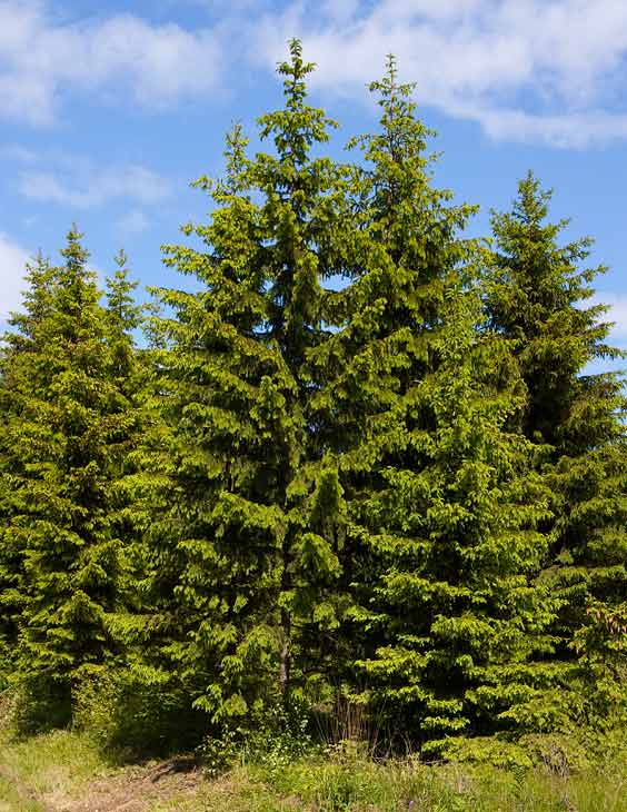 Ель обыкновенная лесная. Ель европейская Picea Abies. Ель обыкновенная (европейская) – Picea Abies. Ель обыкновенная, или ель европейская (Pícea Ábies). Ель европейская, или обыкновенная Pícea Ábies.