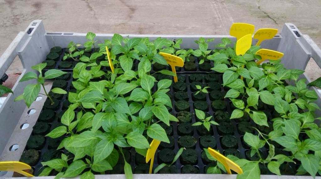 Westlandpeppers Zelf peper en paprika plantjes op kweken