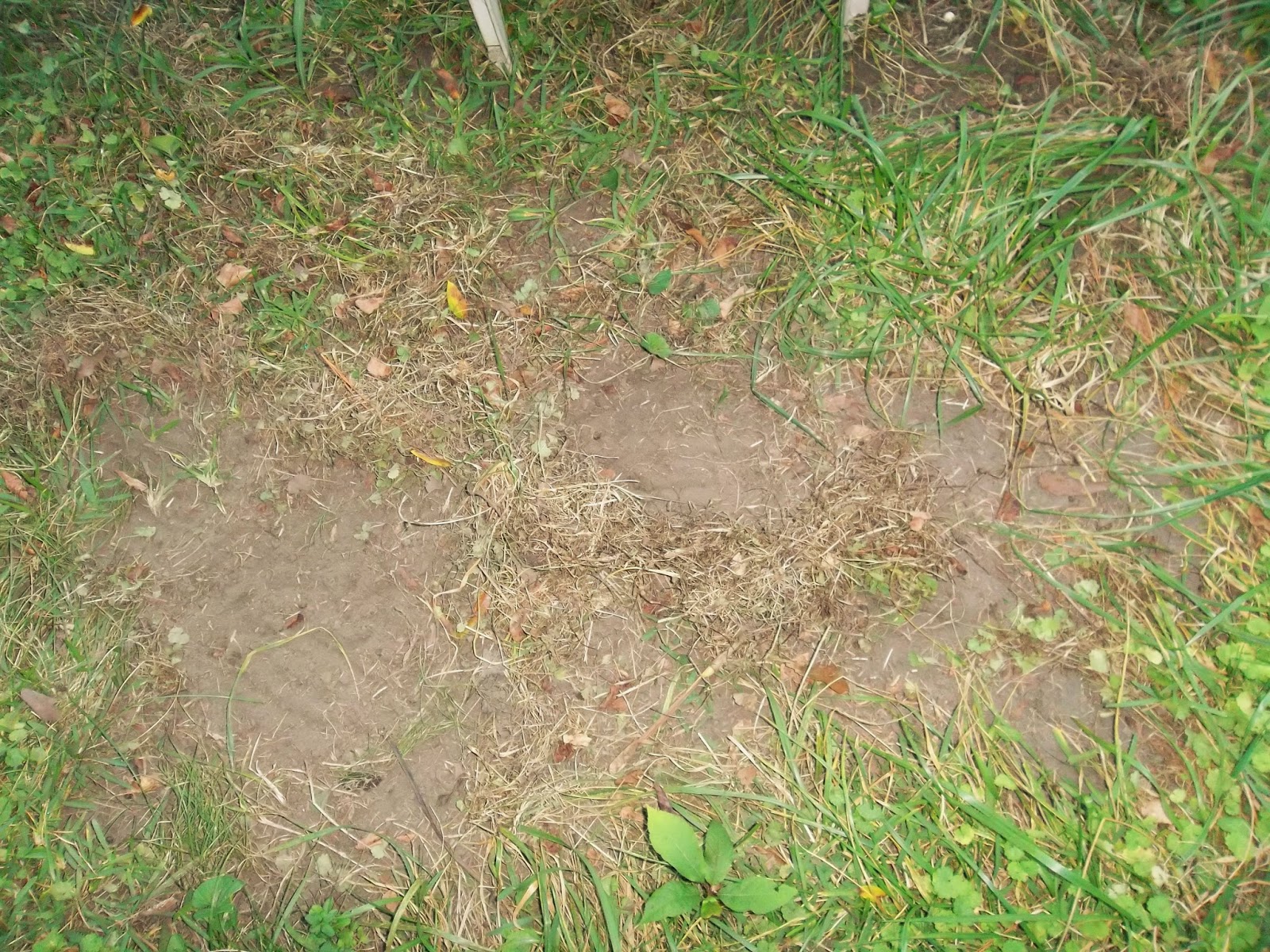 PRACTICAL PARSIMONY Around the Yard