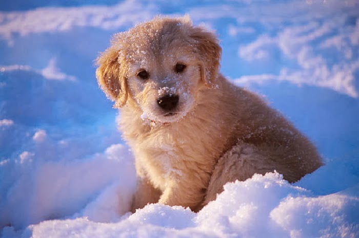 Adorable Golden Retriever Puppies in the Snow! - Snow Addiction - News
