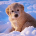 Adorable Golden Retriever Puppies in the Snow!