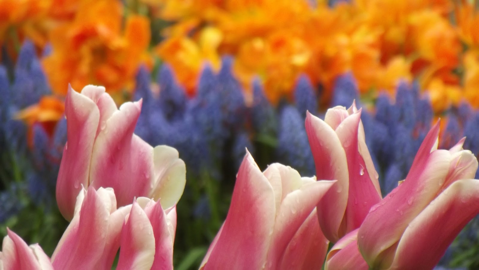 Rosas São Vermelhas Violetas São Azuis Cantada