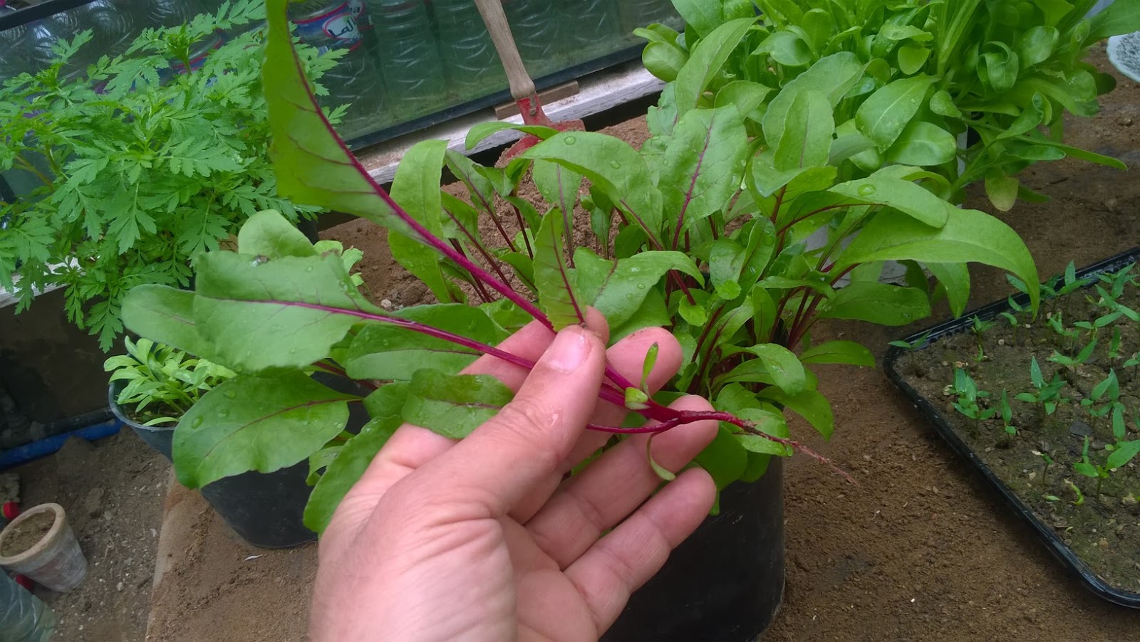 How To Start Beet Indoors
