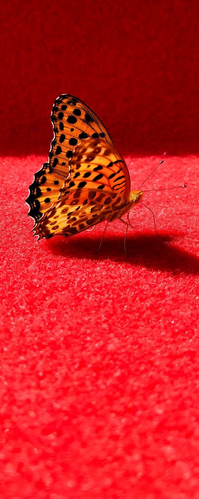 A butterfly on a red carpet.