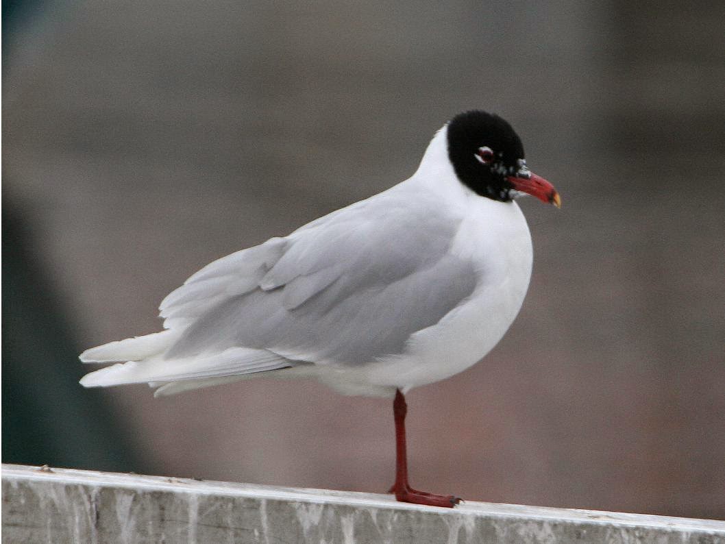 (Larus melanocephalus)Mediterranean gull/Gaviota cabecinegra / Kaio burubeltza