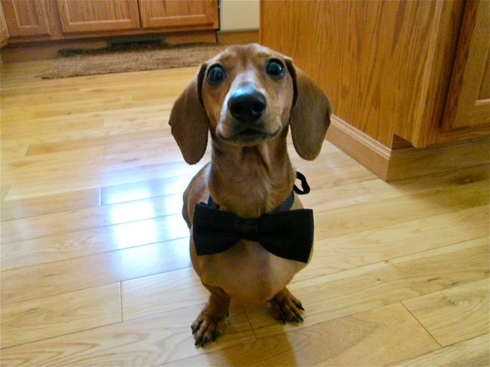 Cute dogs - part 9 (50 pics), dog wearing bow tie