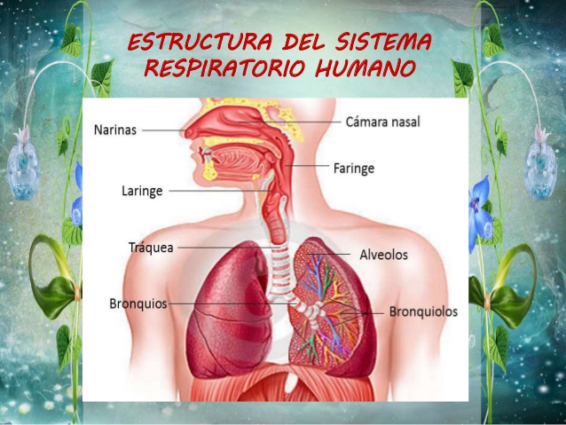 Estructura del sistema respiratorio