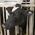 Monitoramento automatizado de vacas consegue identificar cio natural com precisão
