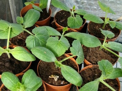 How to grow butternut squash in pots or containers