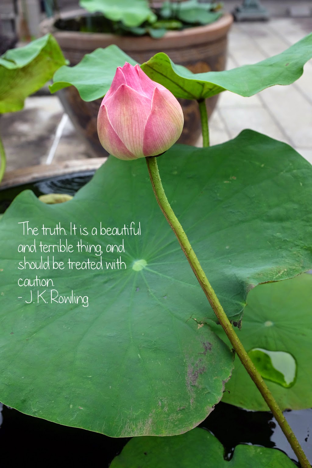 Thoughtsnlife.com : The truth. It is a beautiful and terrible thing, and should be treated with caution. - J. K. Rowling