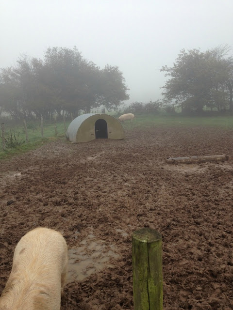 pigs and pig house in a field of mud
