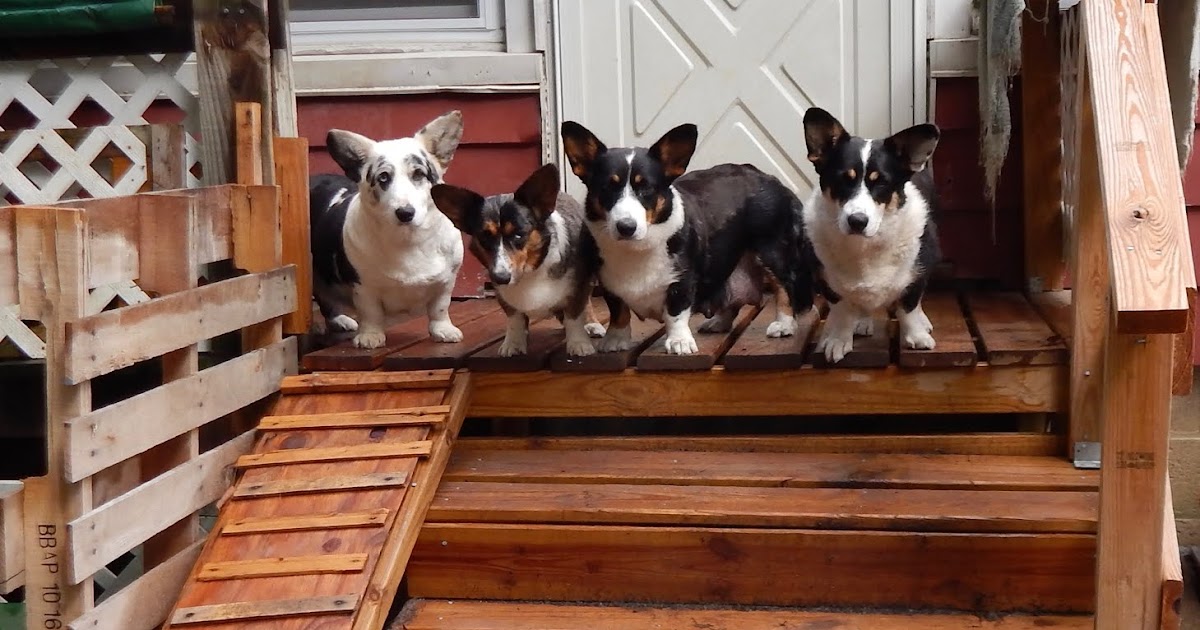 Big Ears Kennel Look At Me Ma , I'm Top Of The World