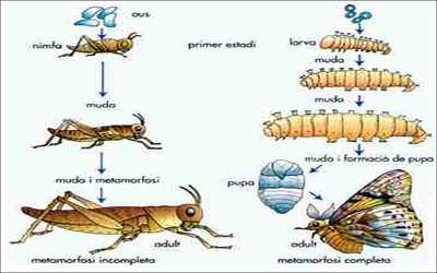 Metamorfosis Sempurna Dan Tidak Sempurna Pada Hewan Serta