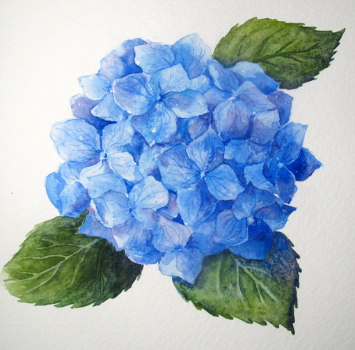  Artist: StepbyStep Watercolor: How to Paint a Blue Hydrangea