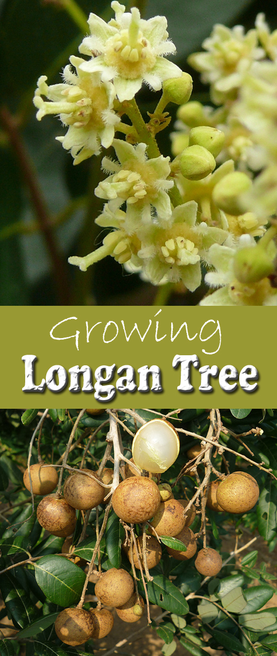 How to Grow Longan Tree, Growing Longan Kohala in Container