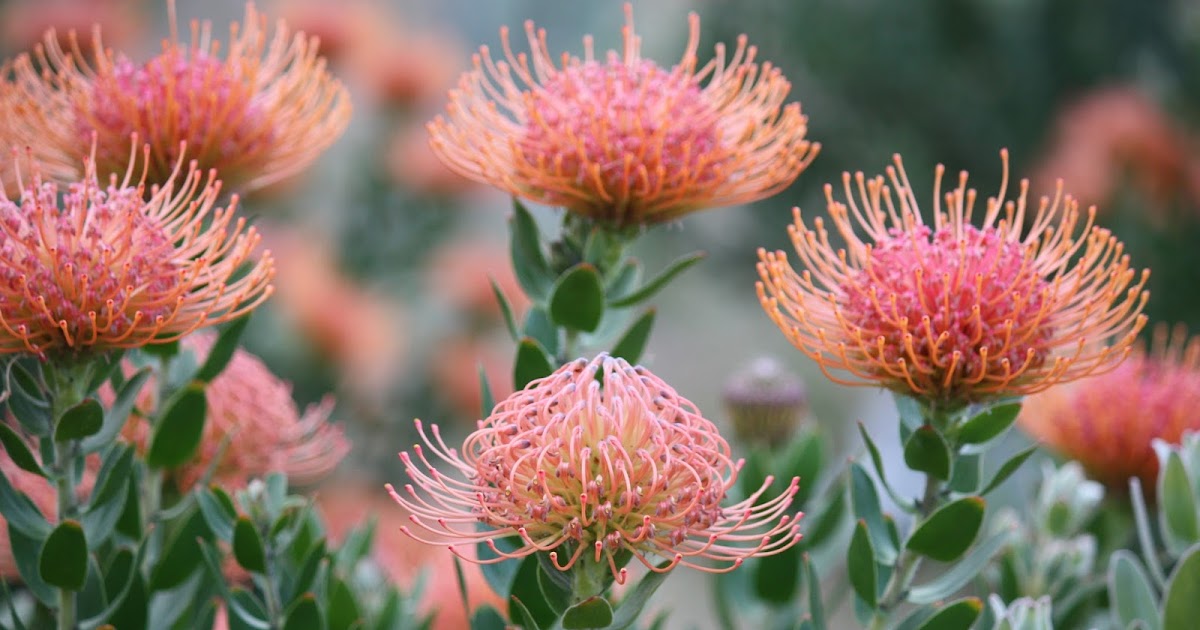 AUSTRALIAN NATIVE FLOWER TEAL LEUCOSPERMUM FLOWERS STEM ARTIFICIAL FAKE FLOWER 
