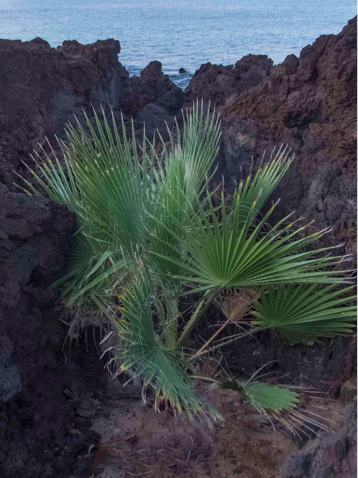 Harris and Judy's Great Adventures! Maui w/o Howie part 4