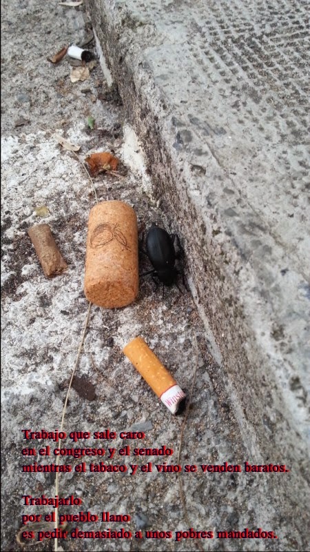 De escarabajos y similares