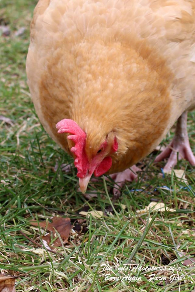 Do Chickens See Better Then Humans? Fascinating Facts About Chicken
