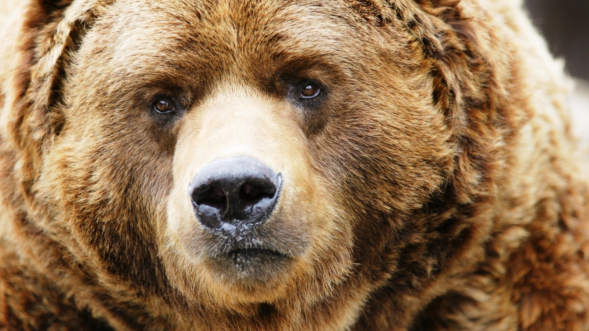 Amazing bear head - High Definition Wallpapers - HD wallpapers
