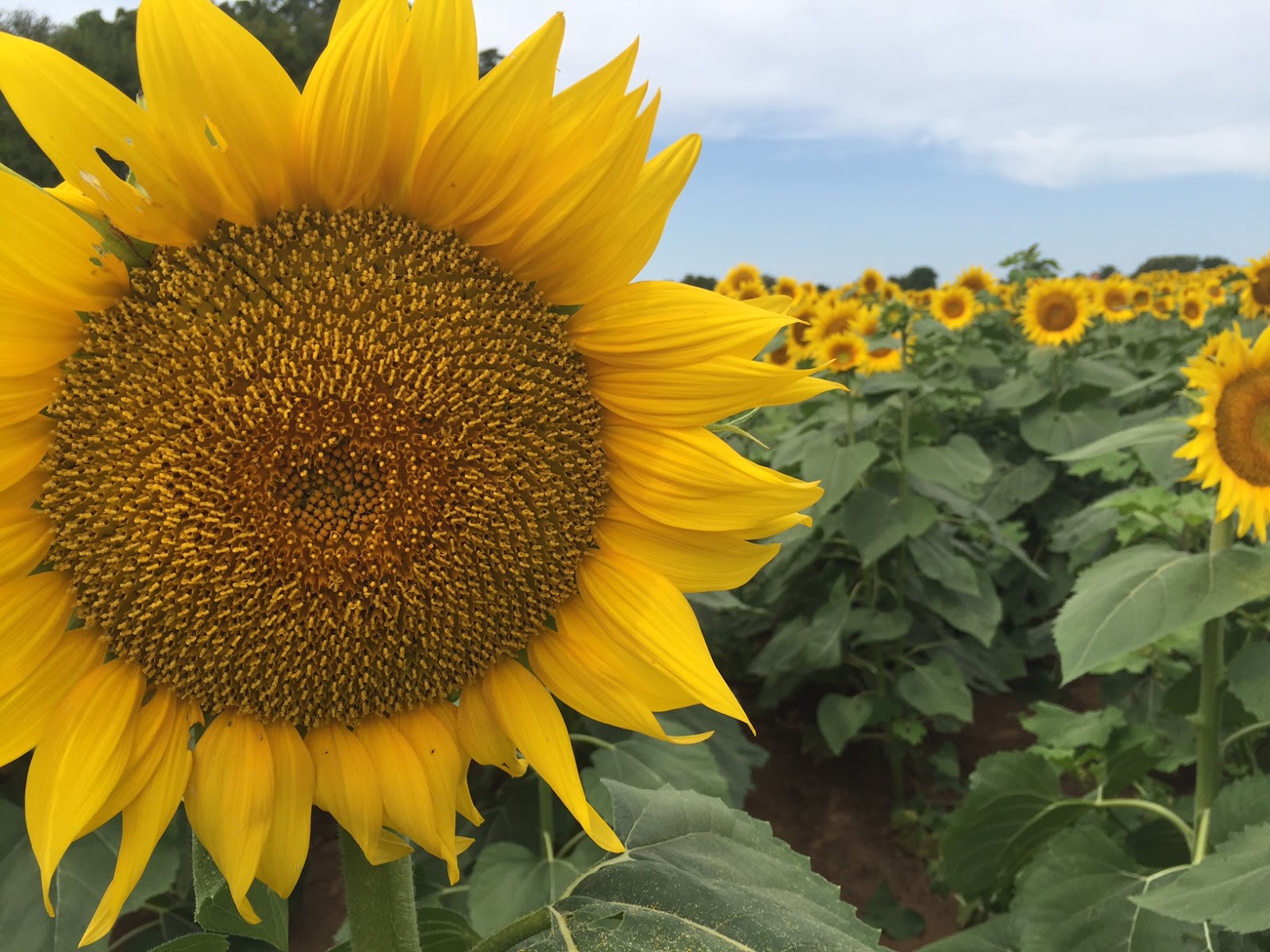 Keeping Up With The Souths The Sunflower State