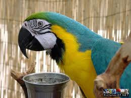 Parrots are special birds!