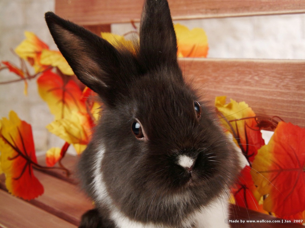 Photo Frame Wallpapers: Rabbit Wallpaper, wallpaper rabbit, Kharayo